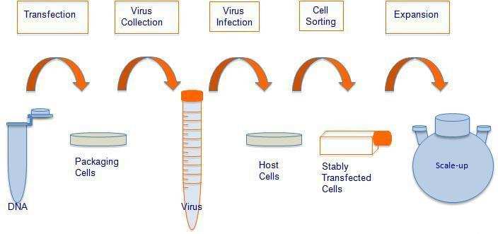 Stable Cell Line Services